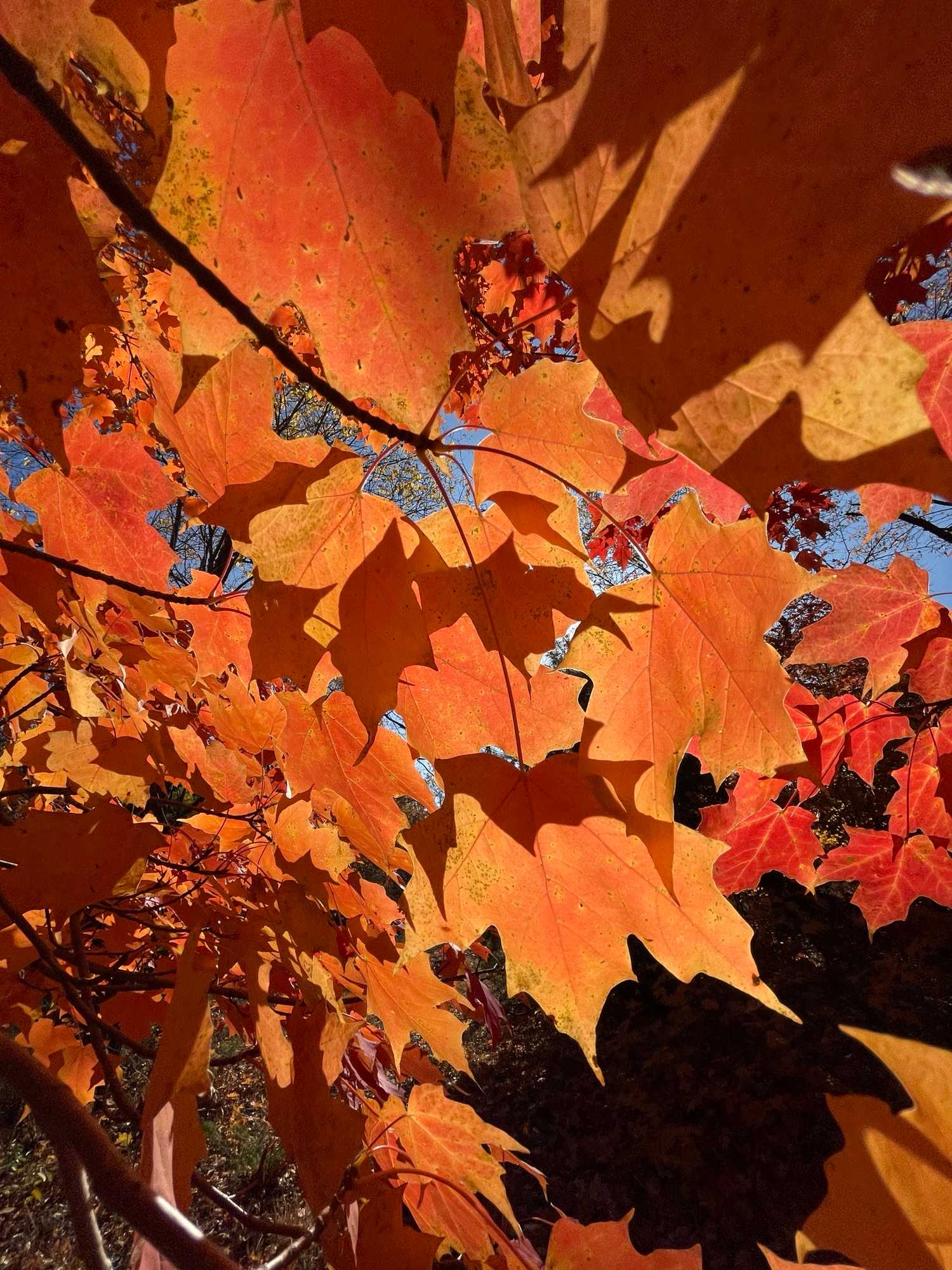 Finding Joy in Embracing the Seasons