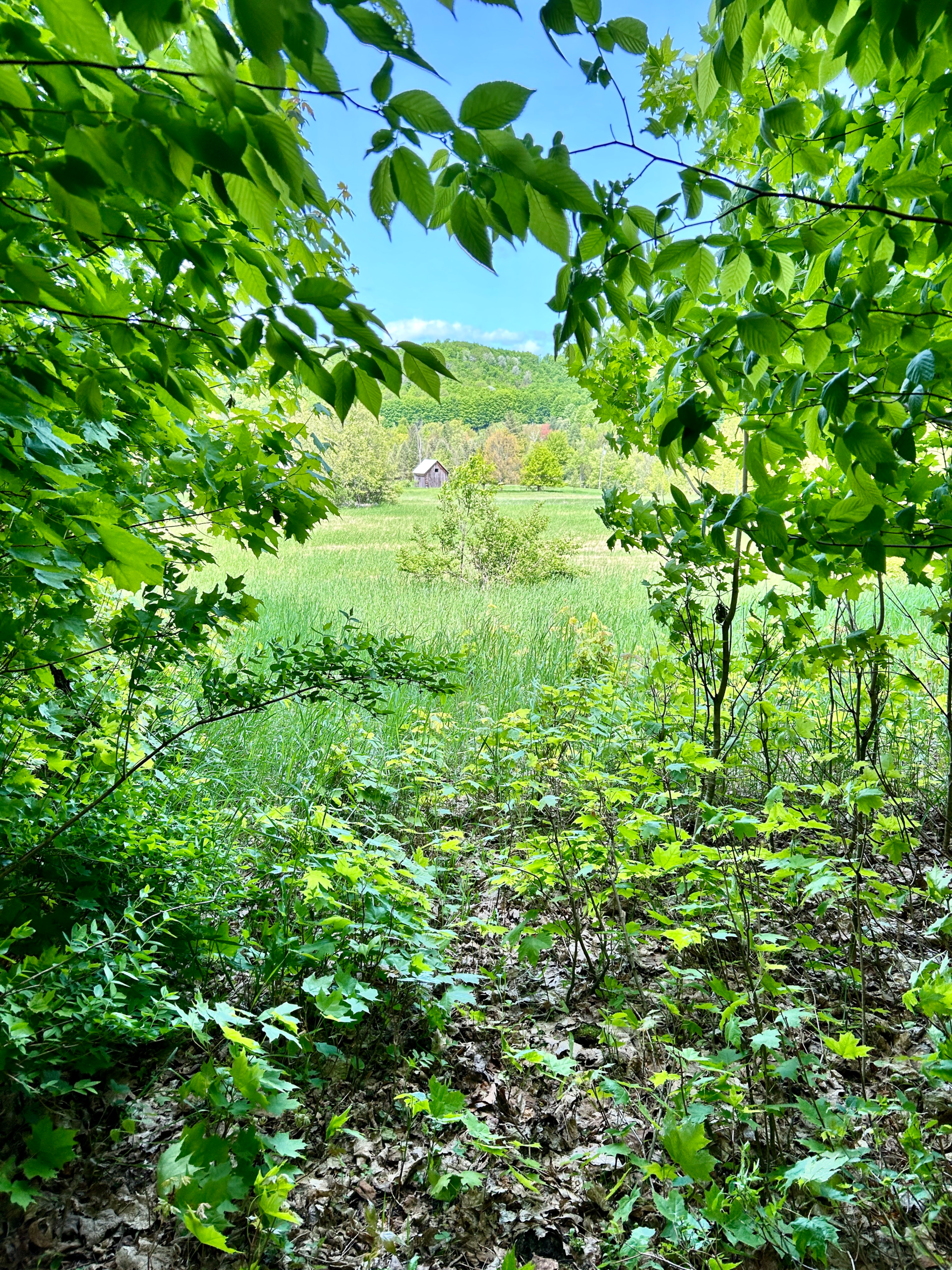 Spring Foraging in Michigan