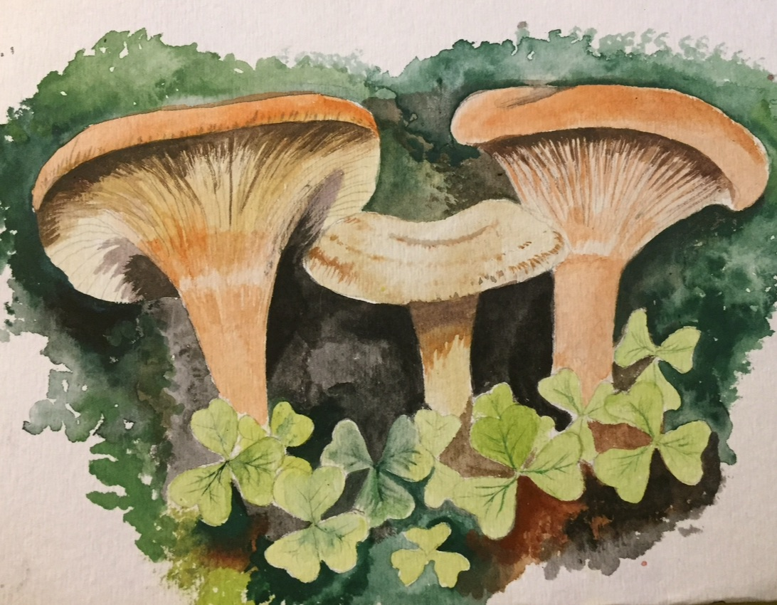 Nature Journaling Ideas and Why You Should Start Your Own Nature Journal